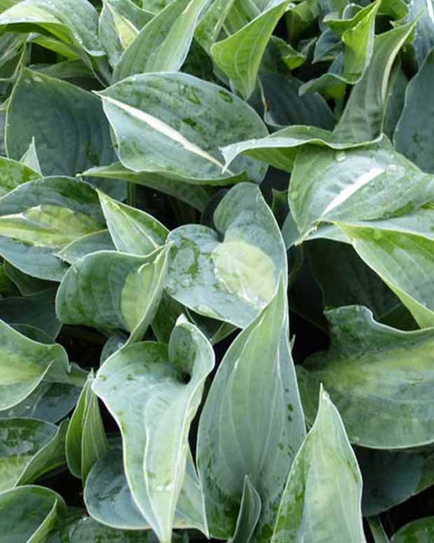 Hosta Kiwi Full Monty Funkia - Hosta kiwi full monty - Stauden