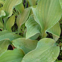 Hosta Krossa Regal Funkia - Hosta krossa regal - Gartenpflanzen