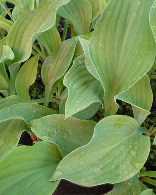 Hosta Krossa Regal Funkia - Hosta krossa regal - Gartenpflanzen