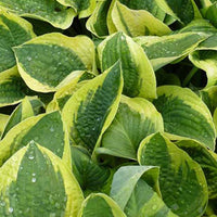 Hosta Mama Mia Funkia - Hosta mama mia - Gartenpflanzen