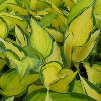 Hosta Orange Marmelade Funkia - Hosta hybride orange marmelade - Gartenpflanzen