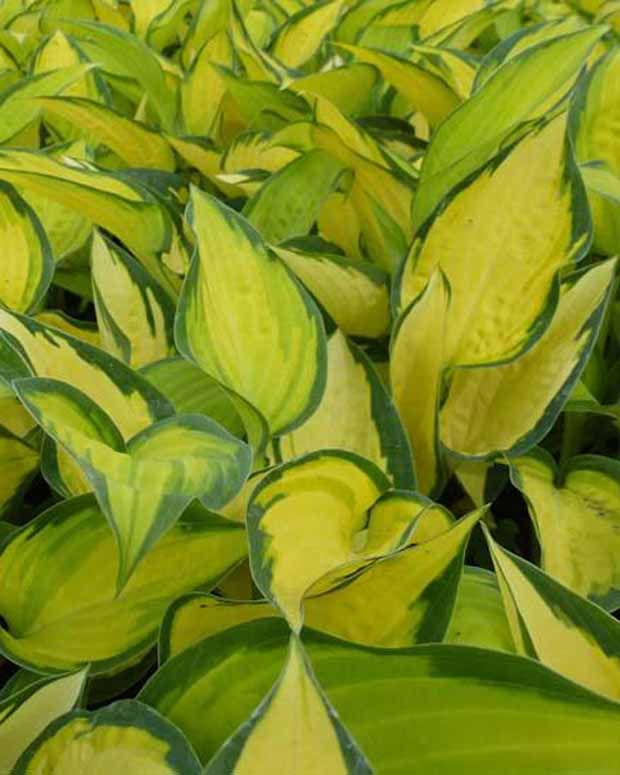 Hosta Orange Marmelade Funkia - Hosta hybride orange marmelade - Stauden