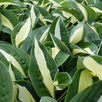 Hosta Risky Business - Hosta risky business - Gartenpflanzen