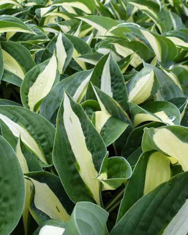 Hosta Risky Business - Hosta risky business - Stauden