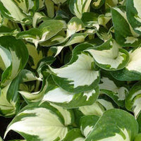 Hosta Reversed Patriot Funkia - Hosta reversed patriot - Gartenpflanzen