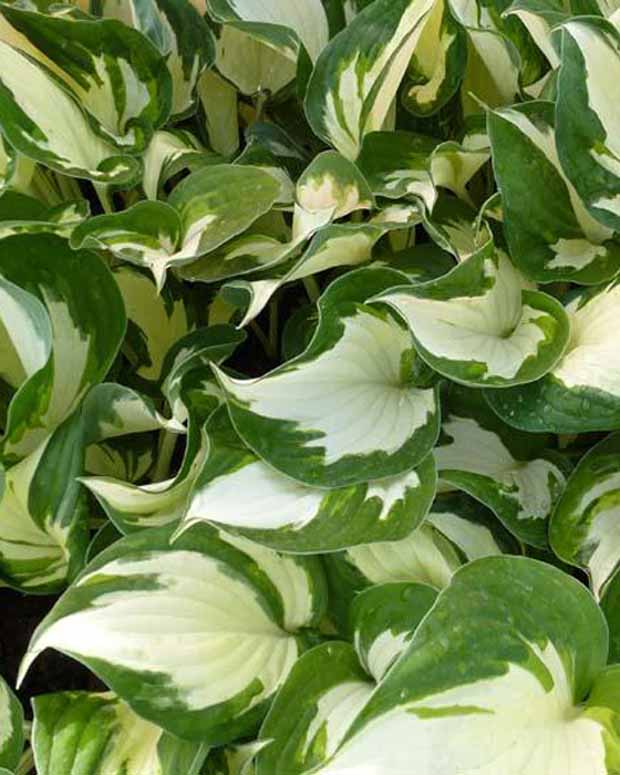 Hosta Reversed Patriot Funkia - Hosta reversed patriot - Stauden