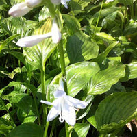 Hosta Royal Standard - Hosta hybride royal standard - Gartenpflanzen