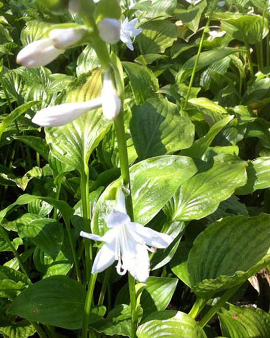 Hosta Royal Standard - Hosta hybride royal standard - Gartenpflanzen