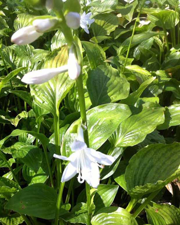 Hosta Royal Standard - Hosta hybride royal standard - Stauden