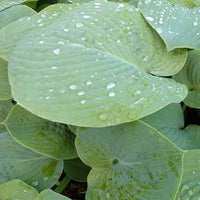 Hosta True Blue Funkia - Hosta true blue - Gartenpflanzen