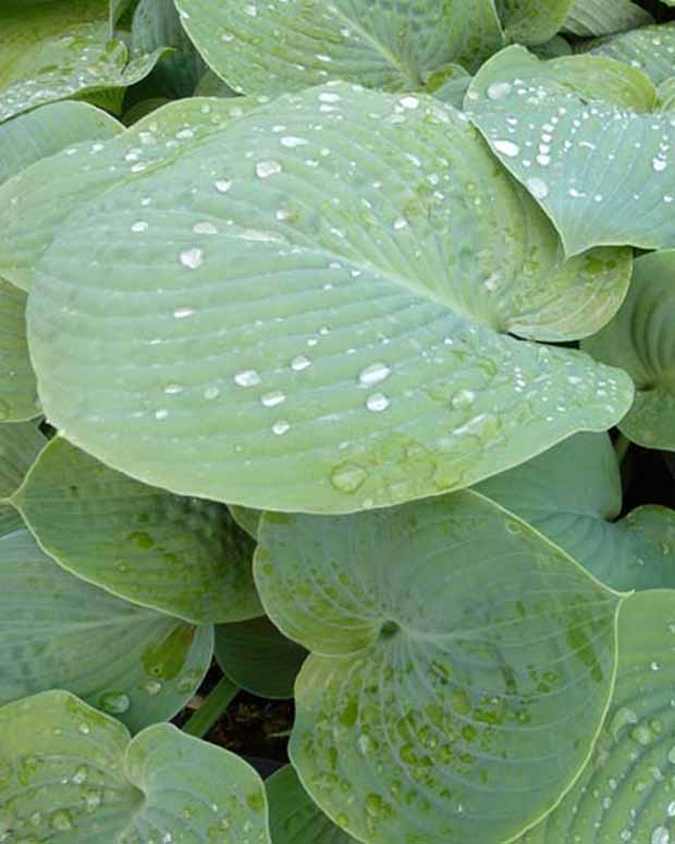 Hosta True Blue Funkia - Hosta true blue - Gartenpflanzen