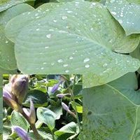 Hosta True Blue Funkia - Hosta true blue - Pflanzenarten