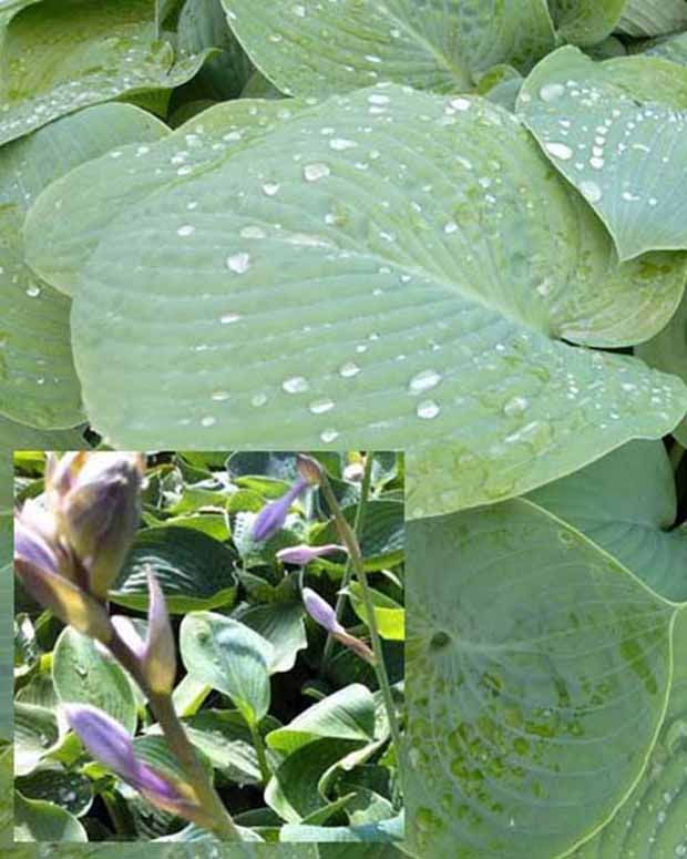 Hosta True Blue Funkia - Hosta true blue - Pflanzenarten