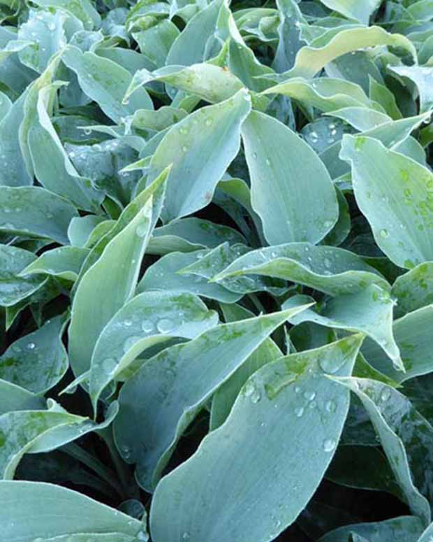 Hosta Titanium Funkia - Hosta titanium - Stauden