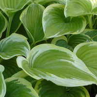 Hosta Victory - Hosta victory - Gartenpflanzen