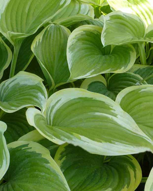 Hosta Victory - Hosta victory - Gartenpflanzen