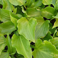 Hosta Invincible Funkia - Hosta invincible - Gartenpflanzen