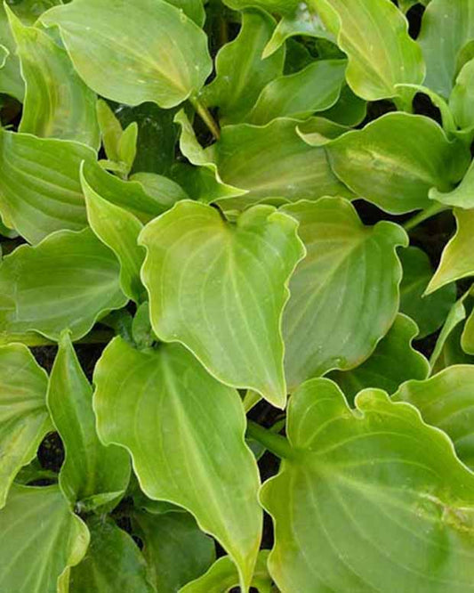 Hosta Invincible Funkia - Hosta invincible - Gartenpflanzen