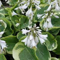 Hosta Northern Exposure Funkia - Hosta northern exposure - Gartenpflanzen