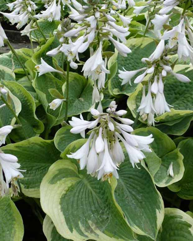 Hosta Northern Exposure Funkia - Hosta northern exposure - Stauden