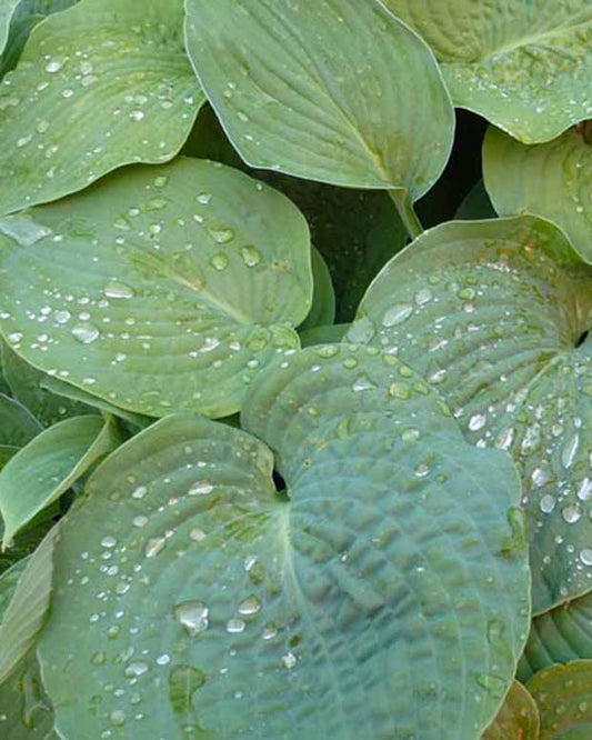 Blaue Hosta Siebolds Hosta - Hosta sieboldiana - Gartenpflanzen