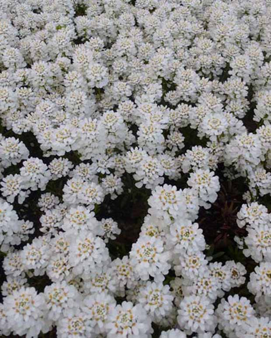 Silberkörbe Thlaspi Appen-Etz - Iberis sempervirens appen-etz - Gartenpflanzen