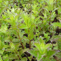 Grüne Krauseminze - Mentha spicata crispa - Gartenpflanzen