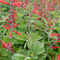 Salbei-Ananas Scarlet Pineapple - Salvia elegans scarlet pineapple - Gartenpflanzen