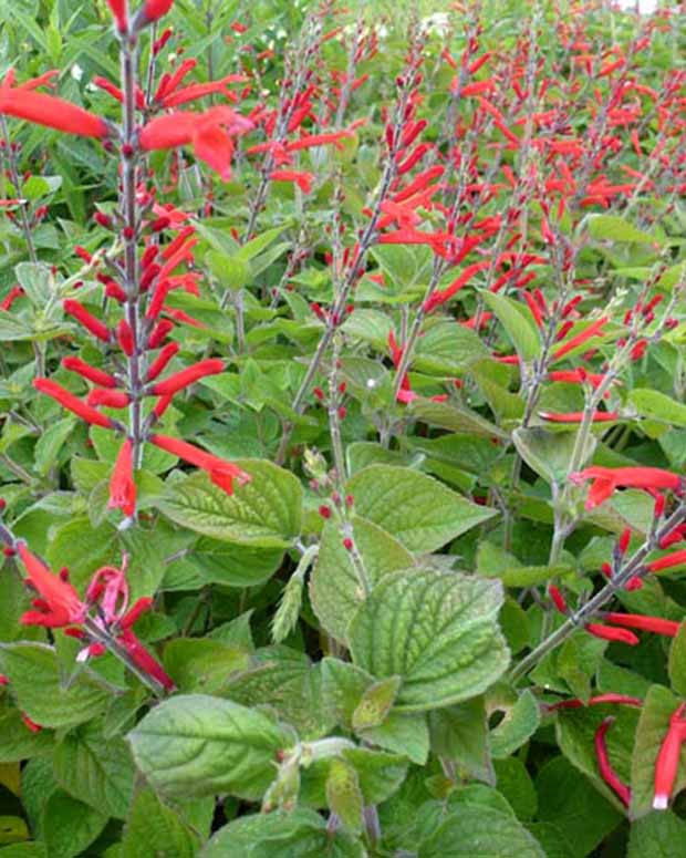 Salbei-Ananas Scarlet Pineapple - Salvia elegans scarlet pineapple - Gartenpflanzen