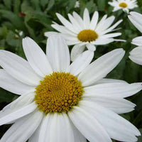 Sommermargerite Gruppenstolz Leucanthemum Gruppenstolz - Leucanthemum x superbum gruppenstolz - Gartenpflanzen