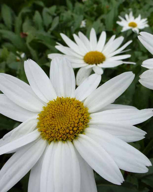 Sommermargerite Gruppenstolz Leucanthemum Gruppenstolz - Leucanthemum x superbum gruppenstolz - Gartenpflanzen