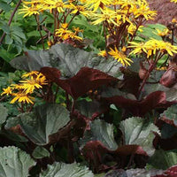 Gezähntes Ligular Britt Marie Crawford - Ligularia dentata britt-marie crawford - Gartenpflanzen