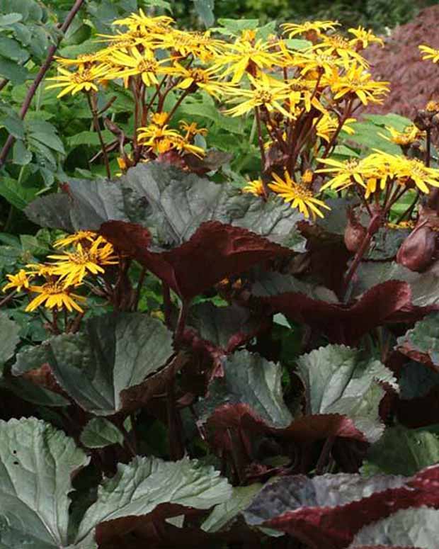 Gezähntes Ligular Britt Marie Crawford - Ligularia dentata britt-marie crawford - Gartenpflanzen