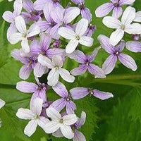 Papstmünze mehrjährig Mehrjährig Wohlriechende Lunaria - Lunaria rediviva - Gartenpflanzen