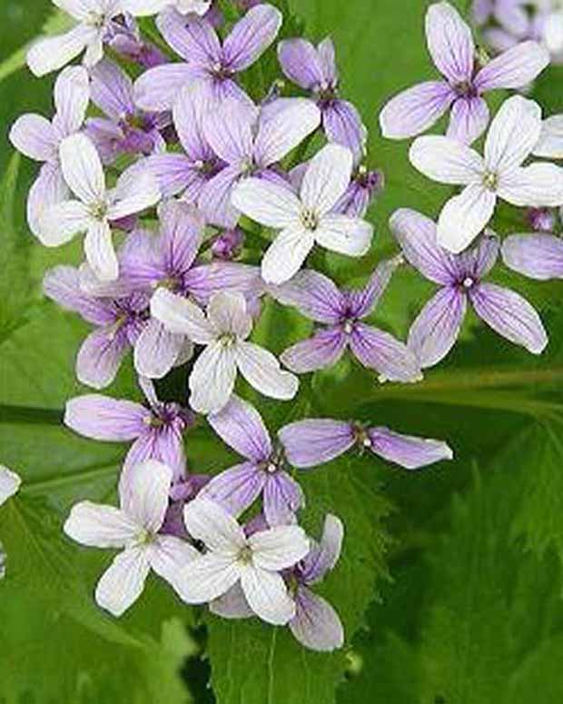 Papstmünze mehrjährig Mehrjährig Wohlriechende Lunaria - Lunaria rediviva - Gartenpflanzen