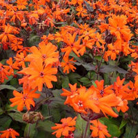 Lychnis Arkwrightii Vesuvius - Lychnis arkwrightii vesuvius - Gartenpflanzen