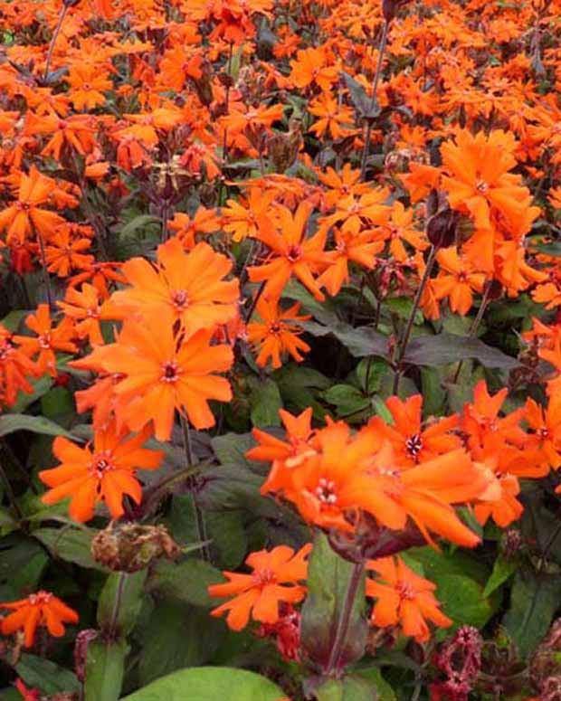 Lychnis Arkwrightii Vesuvius - Lychnis arkwrightii vesuvius - Gartenpflanzen