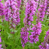 Salicaria Zigeunerblut - Lythrum salicaria zigeunerblut - Gartenpflanzen