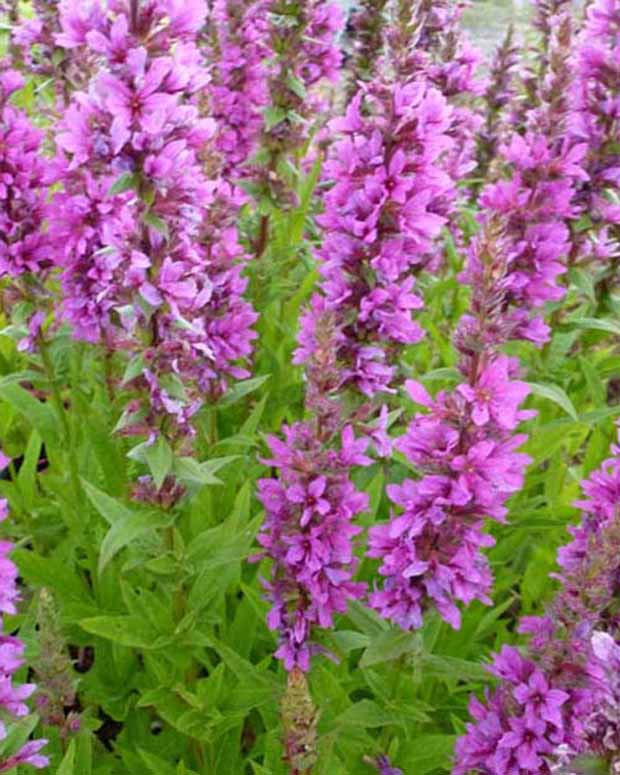 Salicaria Zigeunerblut - Lythrum salicaria zigeunerblut - Ziergräser