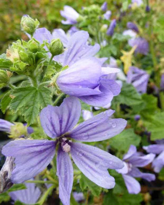 Algier Malve - Malva sylvestris primley blue - Gartenpflanzen