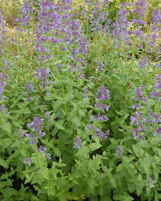 Riesenkatzengras Dawn To Dusk - Nepeta grandiflora dawn to dusk - Gartenpflanzen