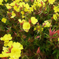 Nachtkerze Nachtkerze Erica Robin - Oenothera fruticosa erica robin - Gartenpflanzen