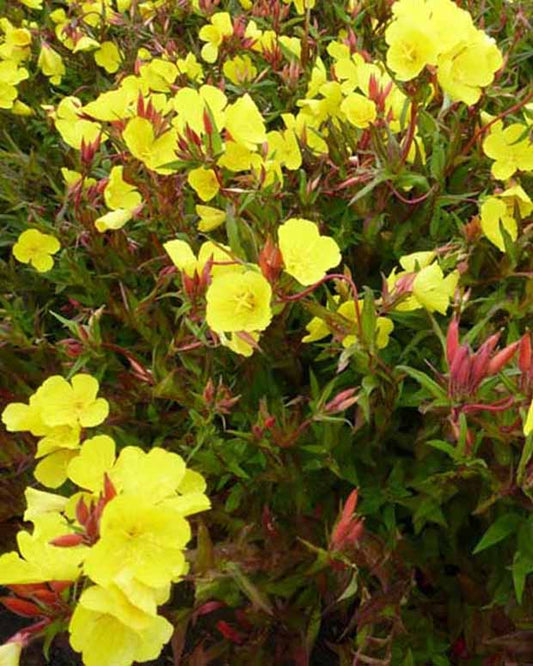 Nachtkerze Nachtkerze Erica Robin - Oenothera fruticosa erica robin - Gartenpflanzen