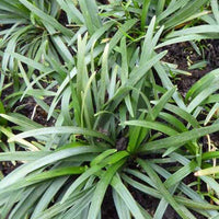 Ophiopogon japonicus - Ophiopogon japonicus minor - Gartenpflanzen