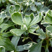 Pachysandre Variegata - Pachysandra terminalis variegata - Gartenpflanzen