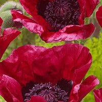 Orientalischer Mohn Marlene - Papaver orientale marlene - Gartenpflanzen