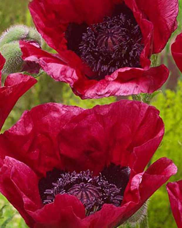 Orientalischer Mohn Marlene - Papaver orientale marlene - Stauden