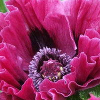 Orientalischer Mohn Harlem - Papaver harlem - Pflanzenarten