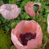 Orientalischer Mohn Prinzessin Viktoria Luise - Papaver orientale prinzessin viktoria luise - Gartenpflanzen