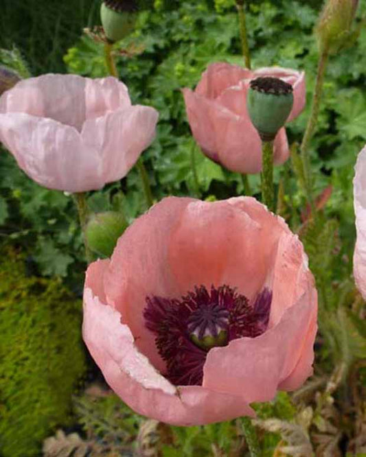 Orientalischer Mohn Prinzessin Viktoria Luise - Papaver orientale prinzessin viktoria luise - Gartenpflanzen